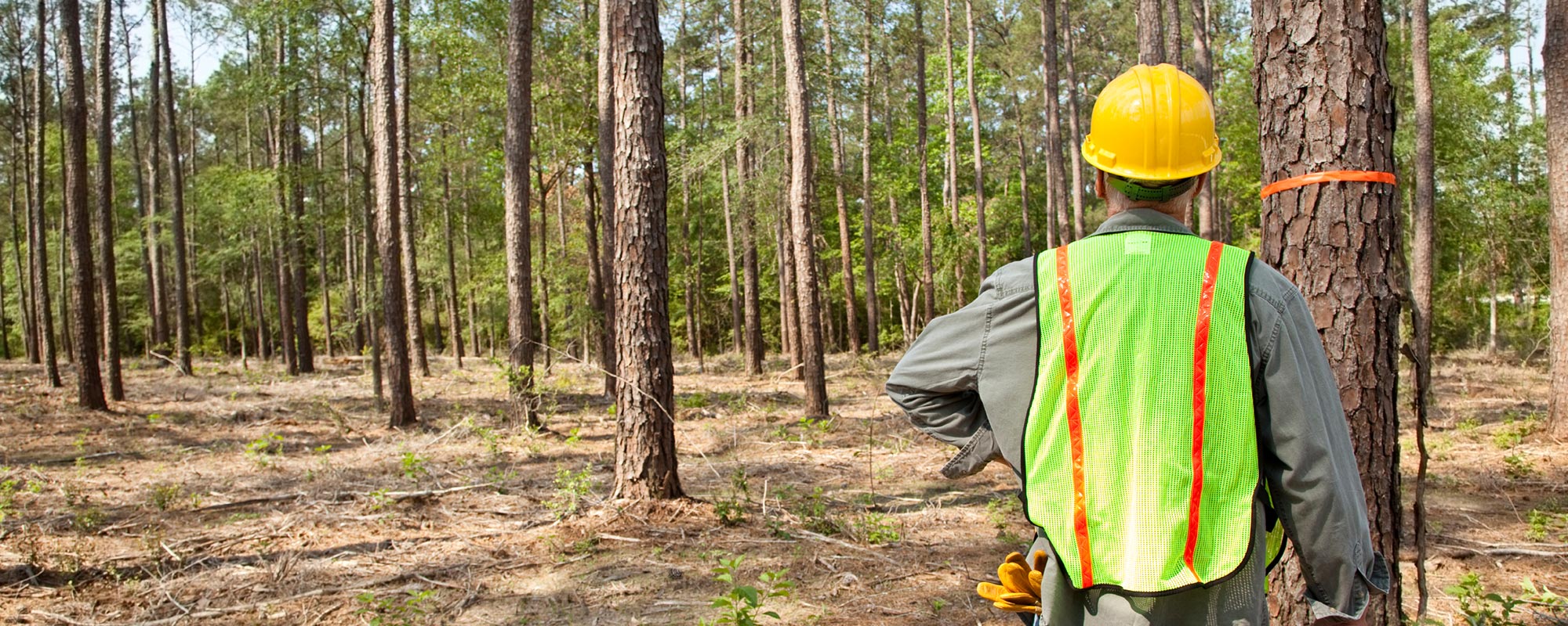 forestry consultant